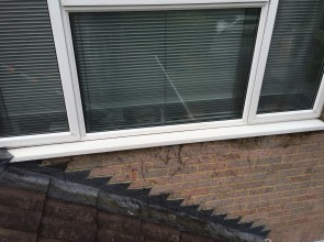 Window Cleaning